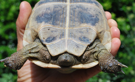 Tarta_Greca 002_copia.jpg