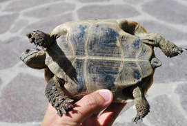 Tarta_Greca 004_copia.jpg