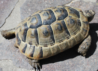 Tarta_Greca 006_copia.jpg