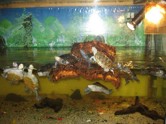 tn_malaclemys centrata 0071.JPG