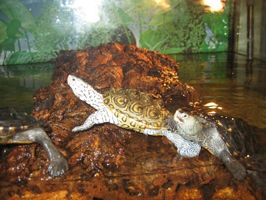 tn_malaclemys centrata 0101.JPG