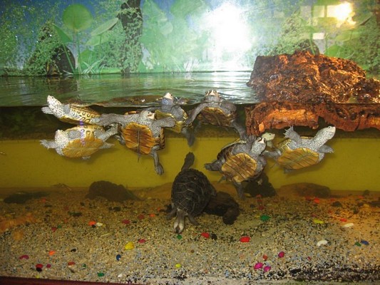 tn_malaclemys centrata 0121.JPG