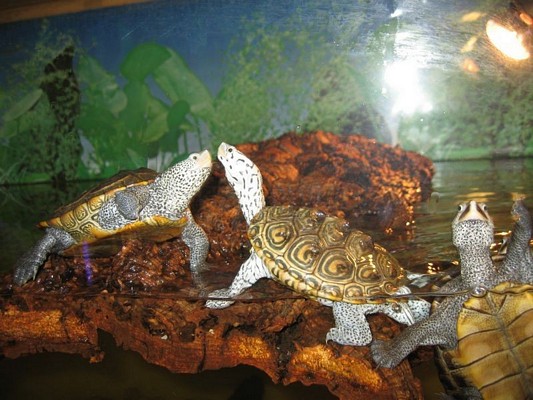 tn_malaclemys centrata 0181.JPG