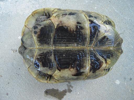 femmina piastrone dim.JPG