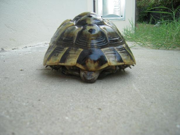 femmina quinques dim.JPG