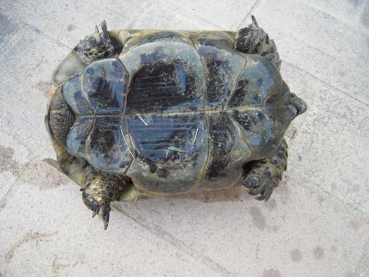 maschio A piastrone bis dim.JPG