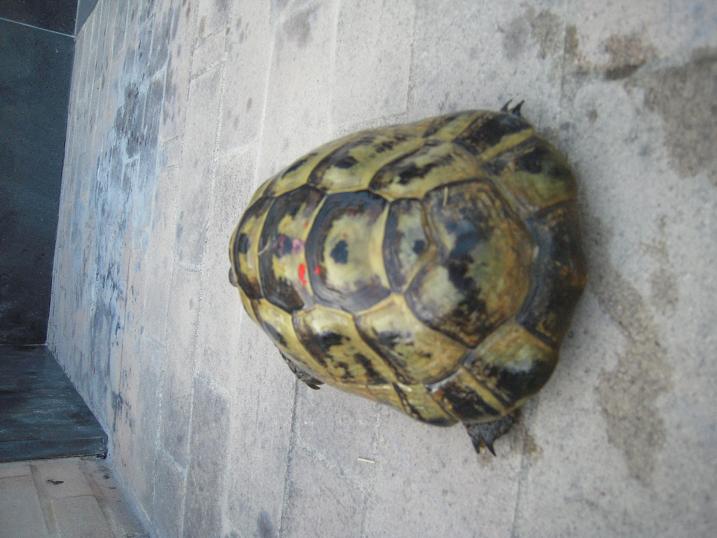 maschio A ter dim.JPG