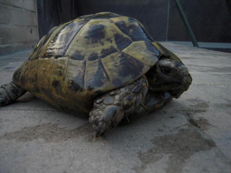 maschio A bis dim.JPG