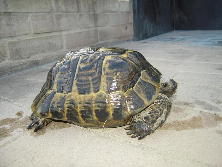 maschio B bis dim.JPG