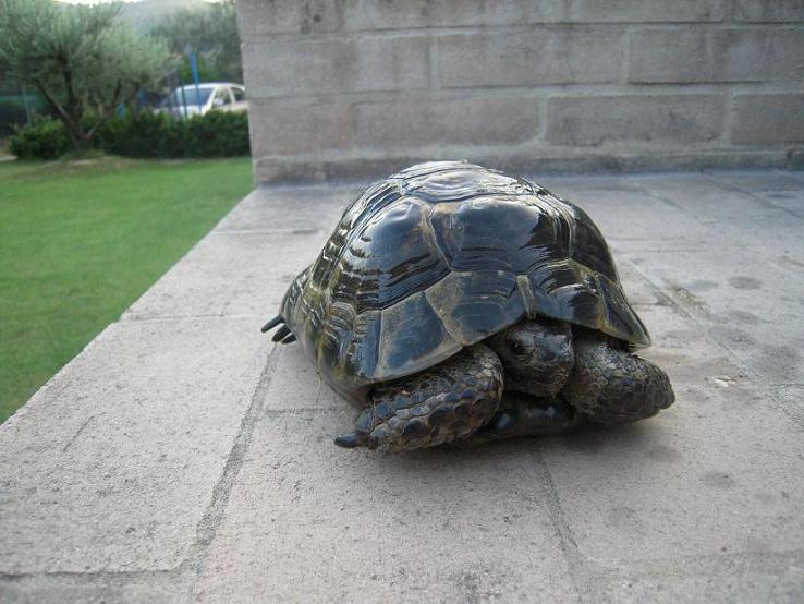 maschio B quater dim.JPG