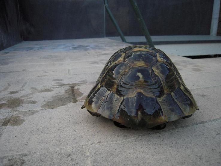 maschio B ter dim.JPG