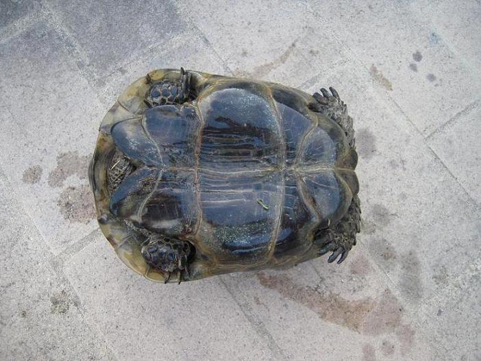 maschio B piastrone dim.JPG