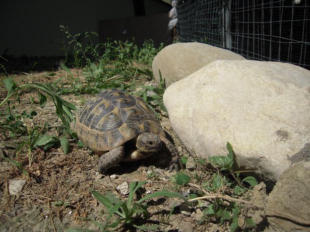 femmina fronte 2 dim.JPG