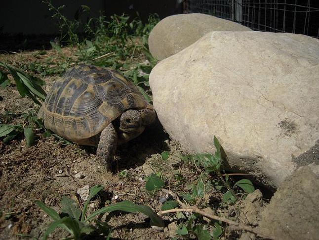 femmina fronte ter dim.JPG