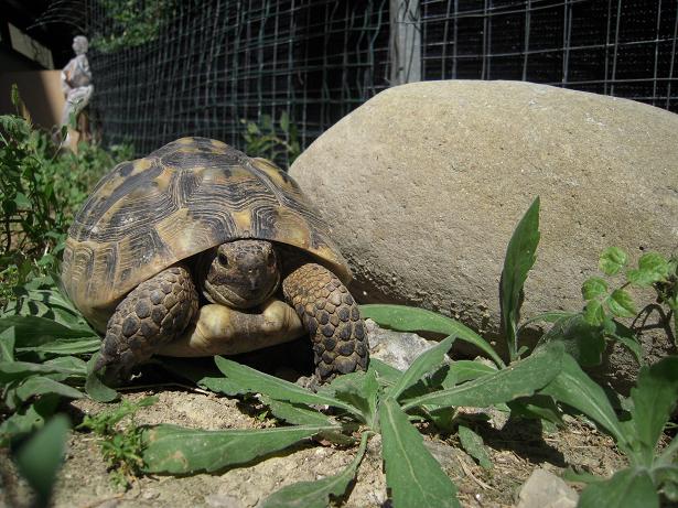 femmina fronte dim.JPG