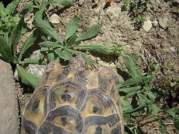 femmina fronte quinques dim.JPG