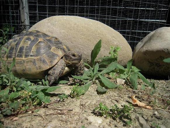 femmina fronte quater dim.JPG