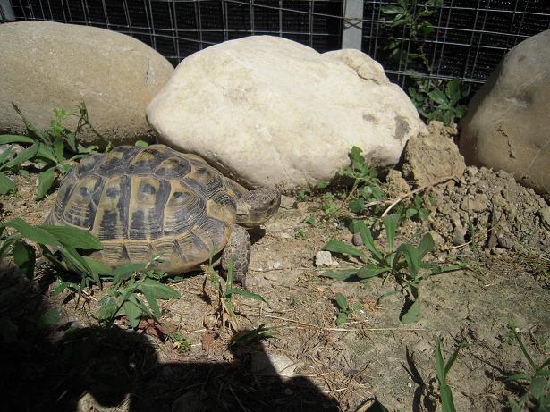 femmina fronte bis dime.JPG