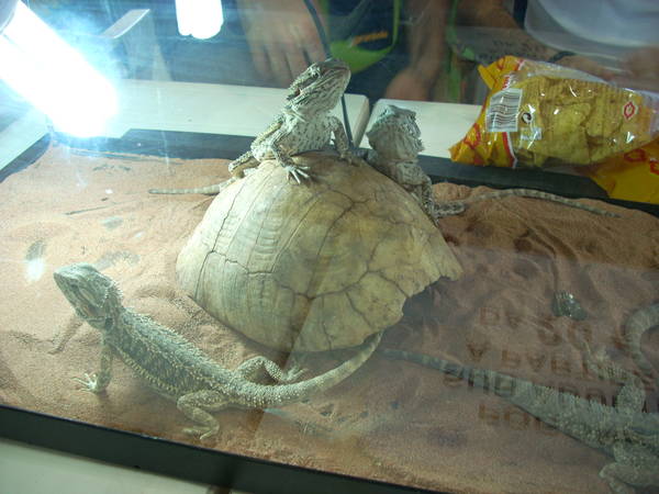 r600-anagni_reptiles280810_38.jpg