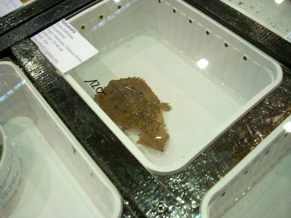 r600-anagni_reptiles280810_58.jpg