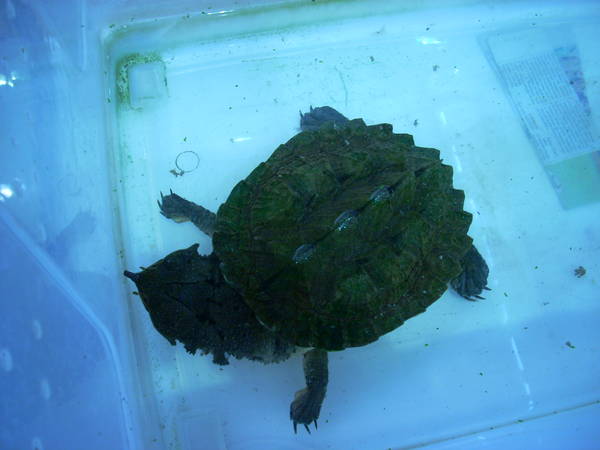 r600-anagni_reptiles280810_69.jpg