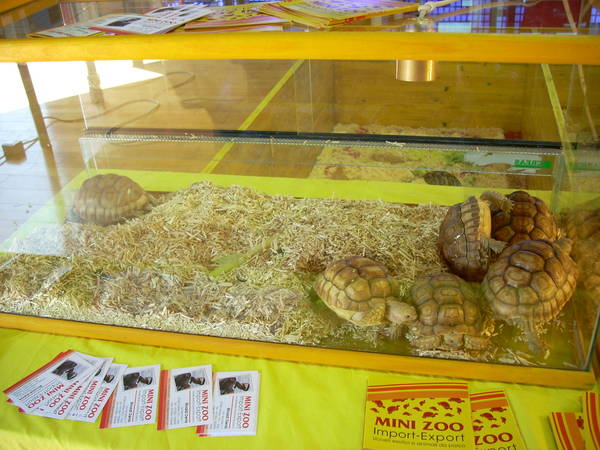 r600-anagni_reptiles280810_28.jpg