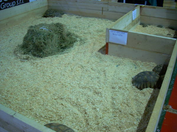 r600-anagni_reptiles280810_72.jpg