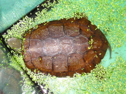 sacalia quadriocellata.JPG