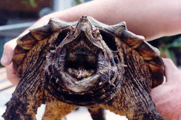 Macroclemys_temmincki_PcHP.jpg