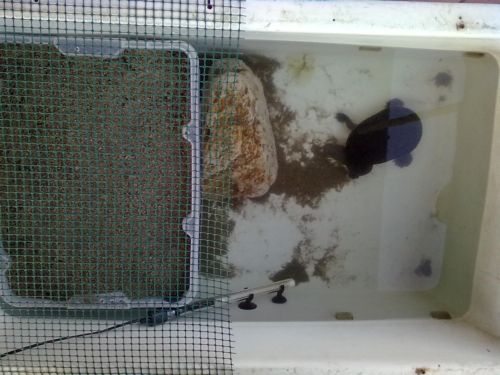 deposizione chelodina.jpg