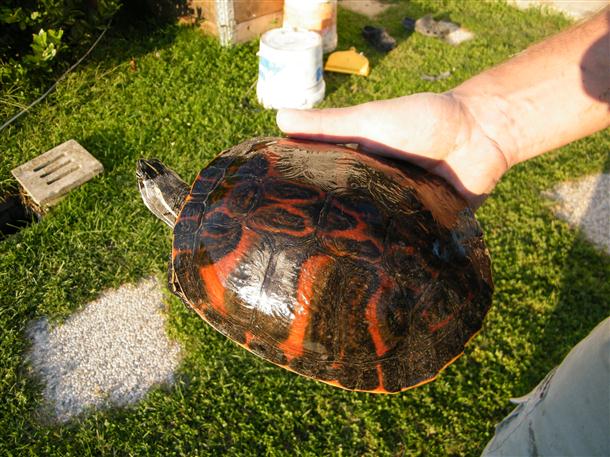 DSCF1396 (Custom).JPG