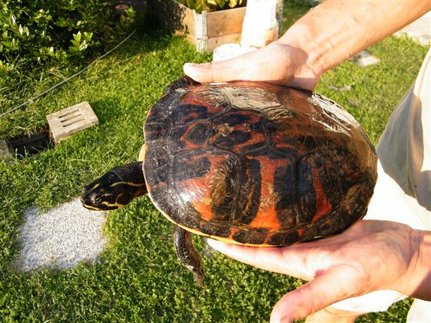 DSCF1398 (Custom).JPG