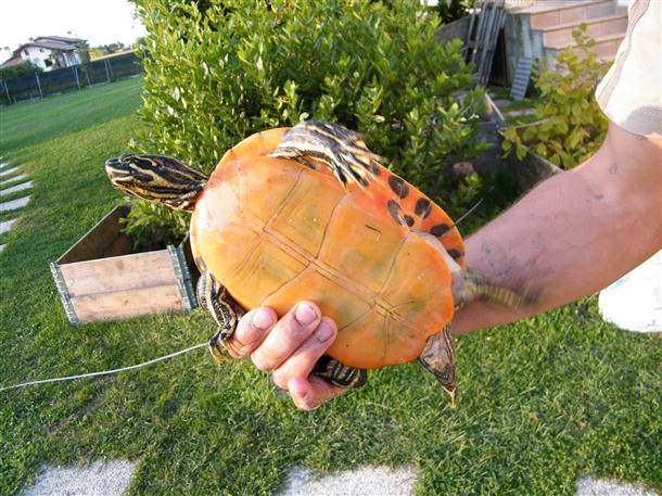 DSCF1401 (Custom).JPG