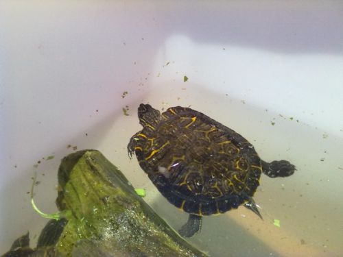 concinna maschio.jpg