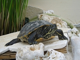 tn_pseudemys concinna.JPG