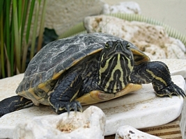 tn_pseudemys concinna (2).JPG