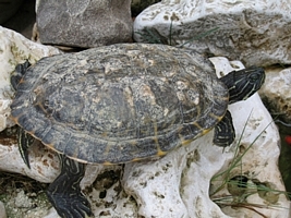 tn_pseudemys concinna (3).JPG