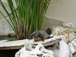 tn_pseudemys concinna (4).JPG