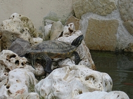 tn_pseudemys concinna (5).JPG