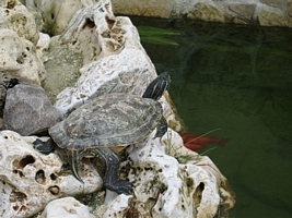 tn_pseudemys concinna (6).JPG