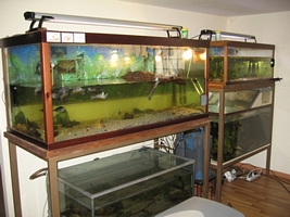 tn_sistemazione tarte 018.JPG