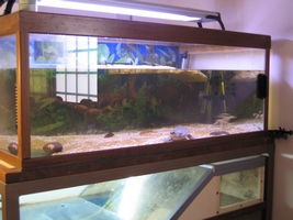 tn_sistemazione tarte 028.JPG