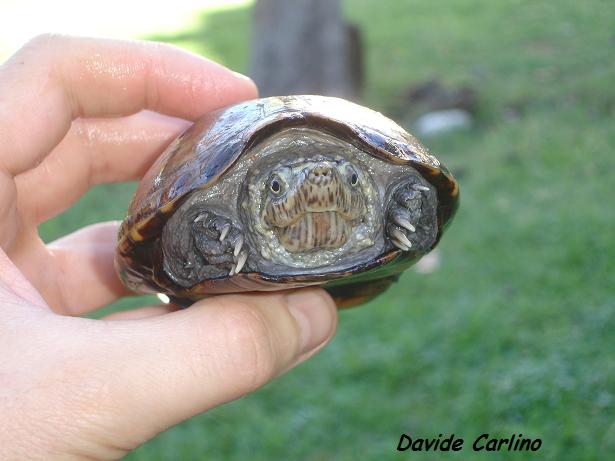 K. s. hippocrepis 5.jpg