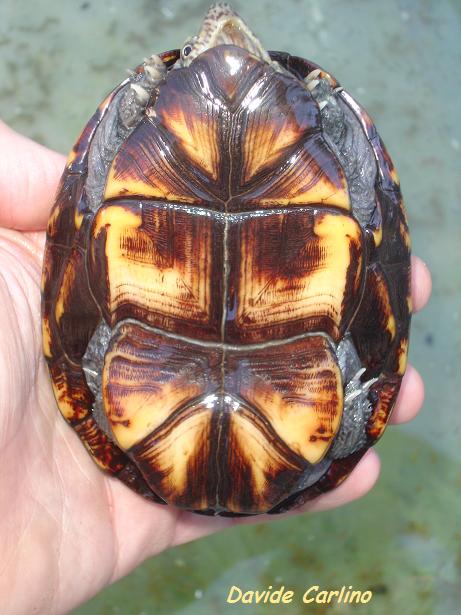 K. s. hippocrepis 4.jpg