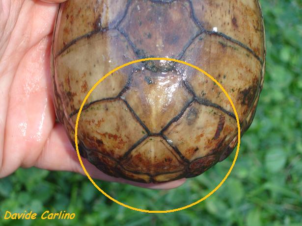 K. s. hippocrepis 3.jpg