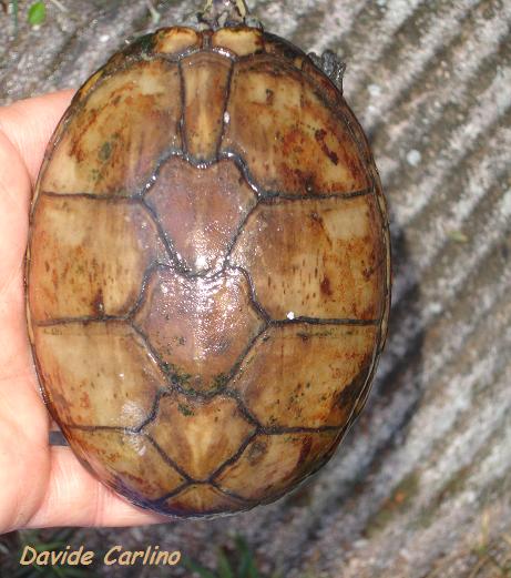 K. s. hippocrepis 2.jpg