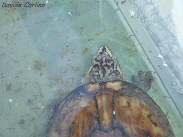 K. s. hippocrepis 1.jpg