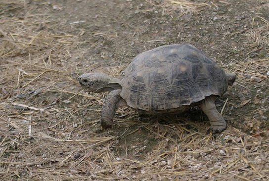 Gophersus berlandieri.jpg