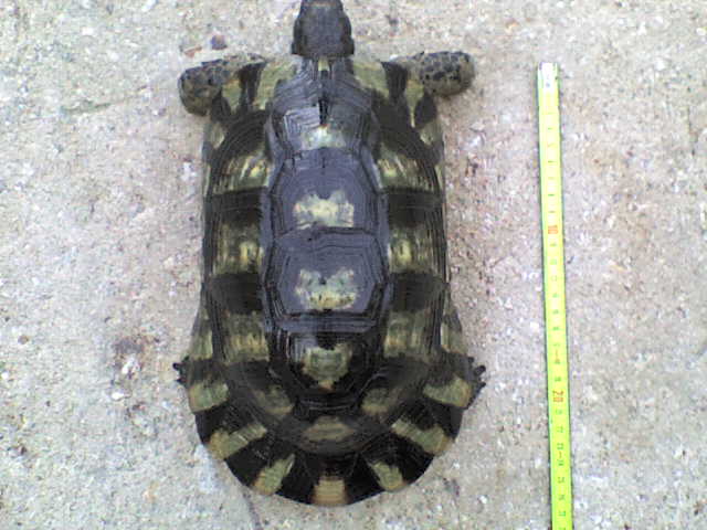 T. Marginata Maschio Adulto 2 (1,9 Kg.).JPG