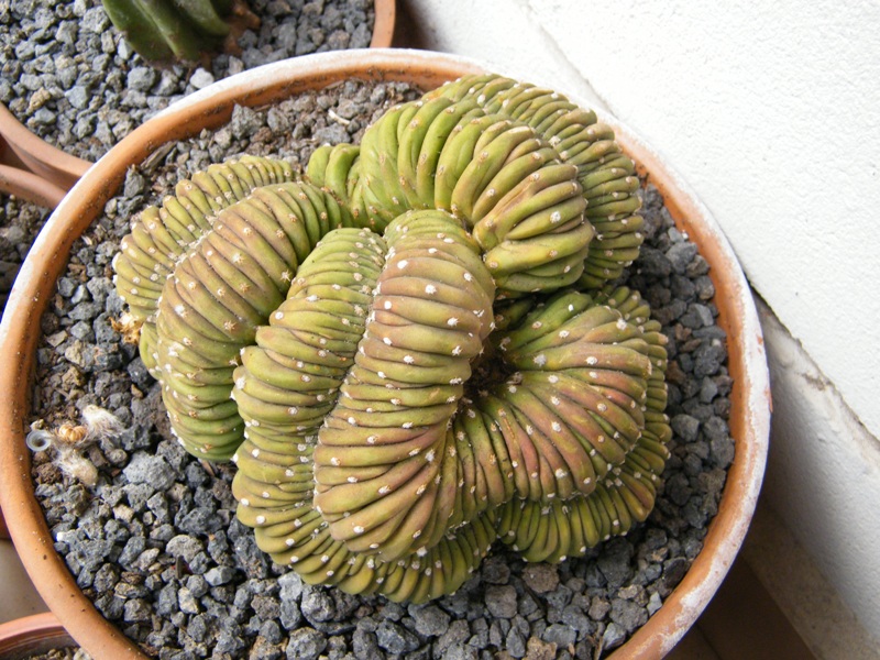 ECHINOPSIS CREST.JPG